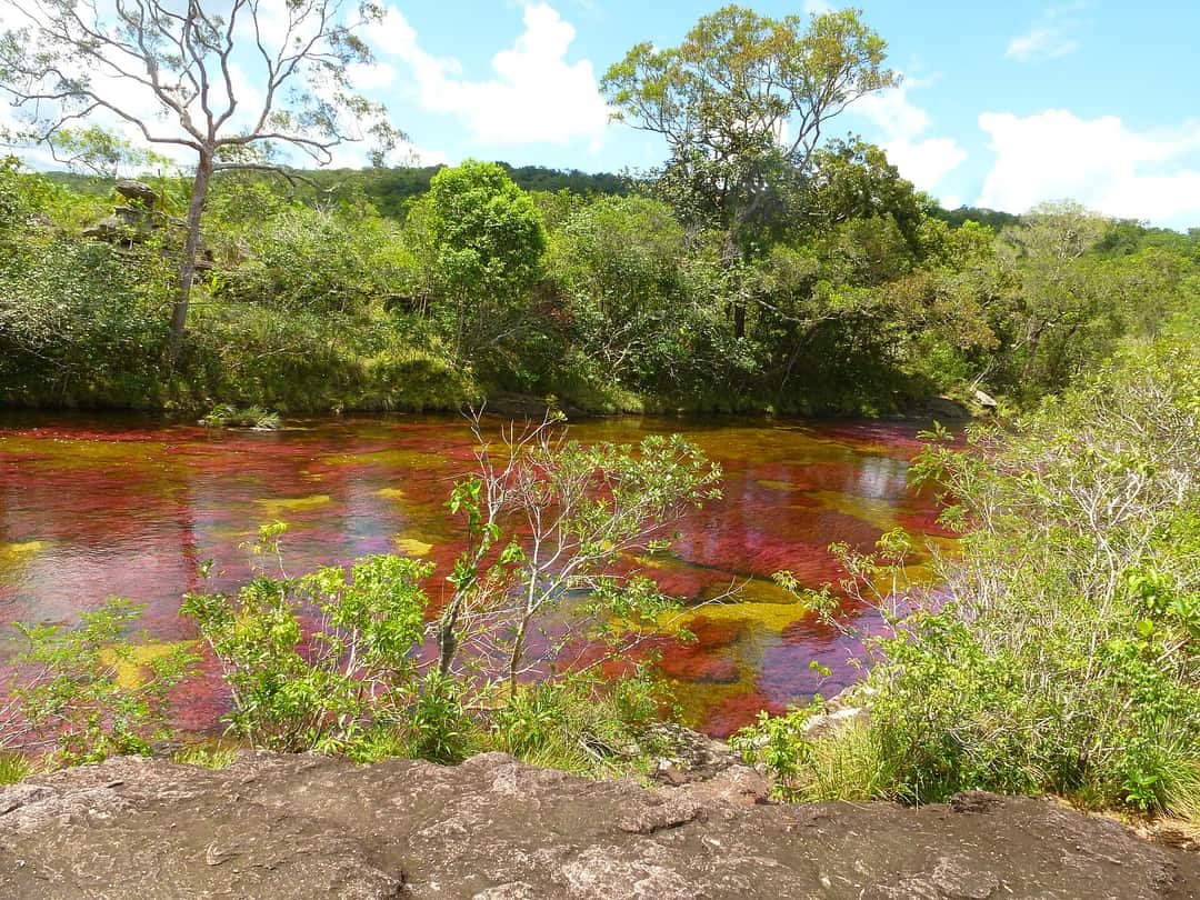 Agua y plantas acuáticas rojizas en Caño Cristales, La Macarena