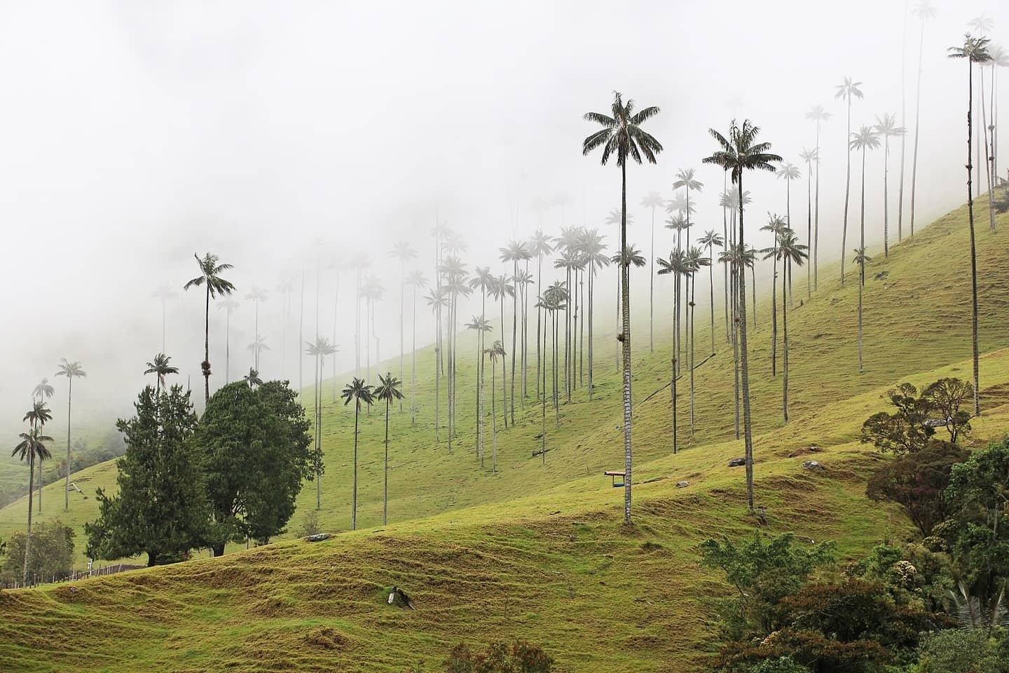 Palmas de cera entre montañas verdes y niebla en el Valle del Cocora