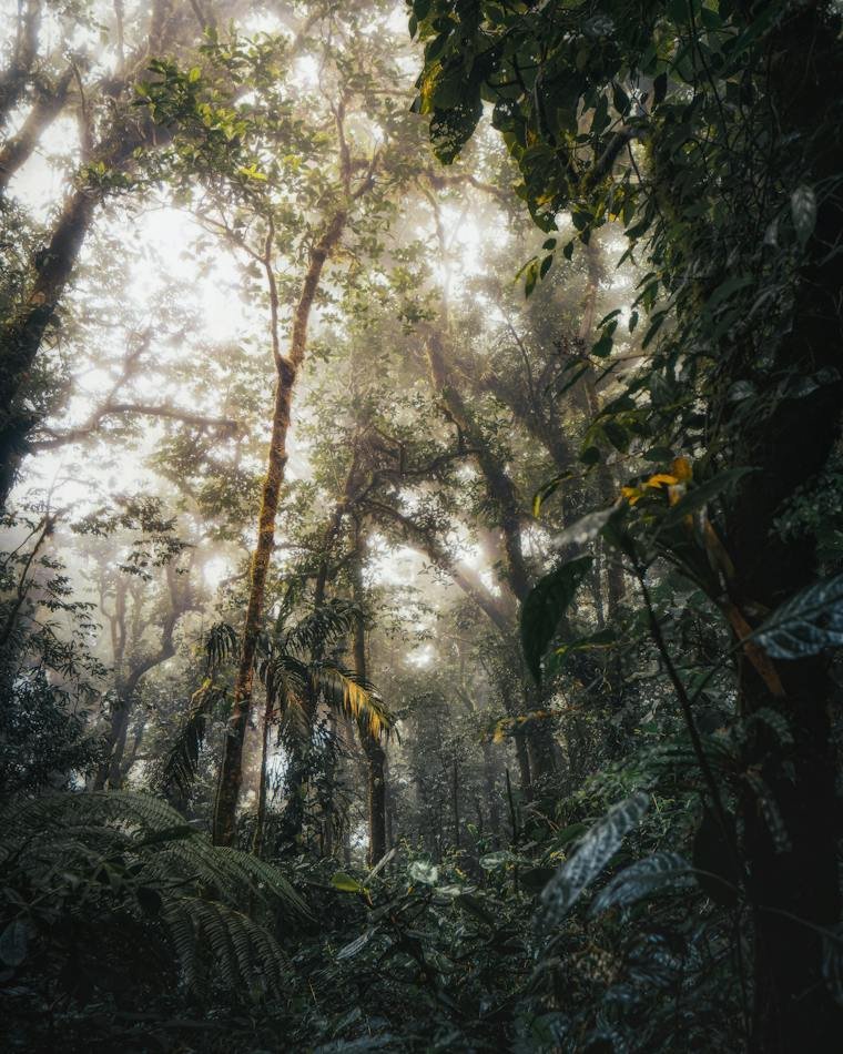 Bosque nuboso cubierto de niebla en Monteverde, Costa Rica