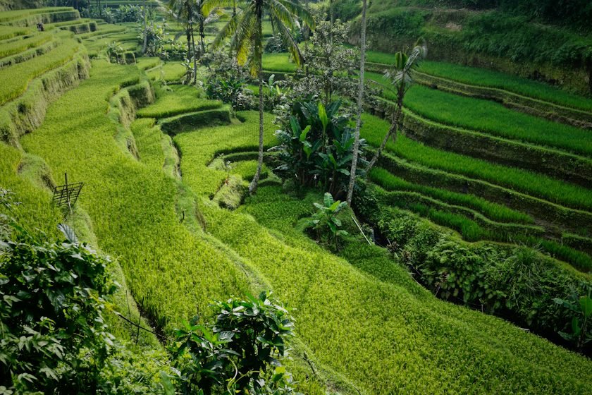 Terrazas de arroz verdes y palmeras en Tegallalang, Bali